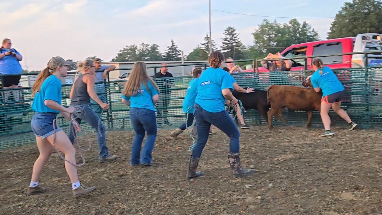 Calf Scramble Thrills: Lamb & Calf Chase Action at Lake Erie County Fair Sandusky Ohio 2025. #fair 