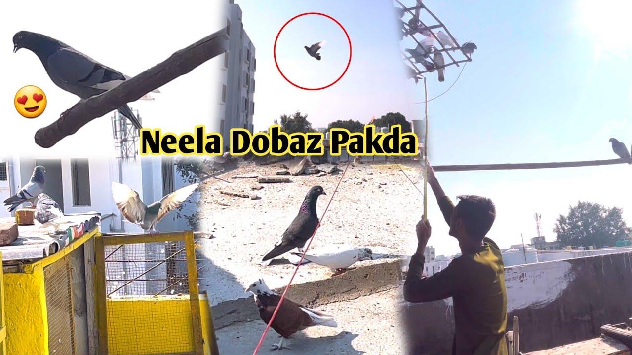 Aj Pakda Neela Dobaz Kabootar🕊️🥳