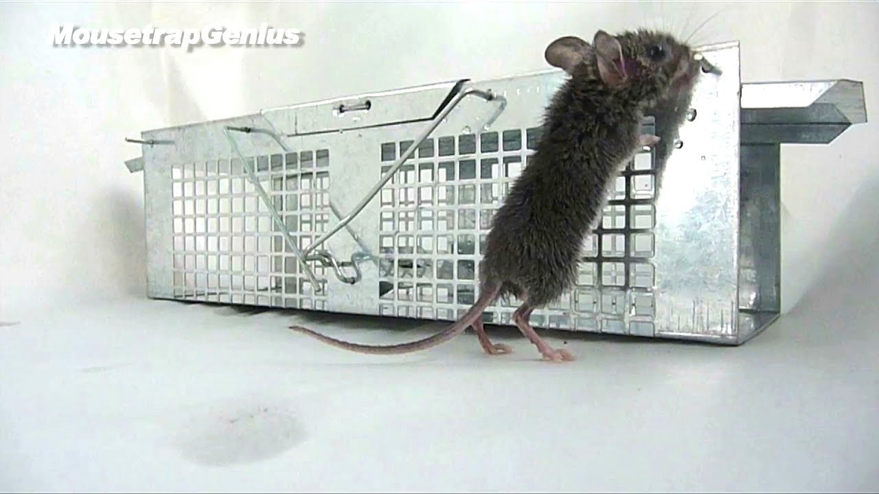 Havahart 1020 Mouse Trap FULL TEST & REVEW