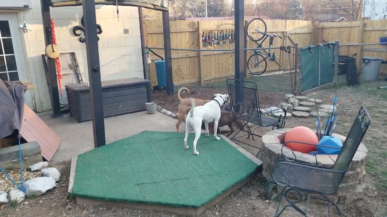 Shrimp meets Splash with Snow