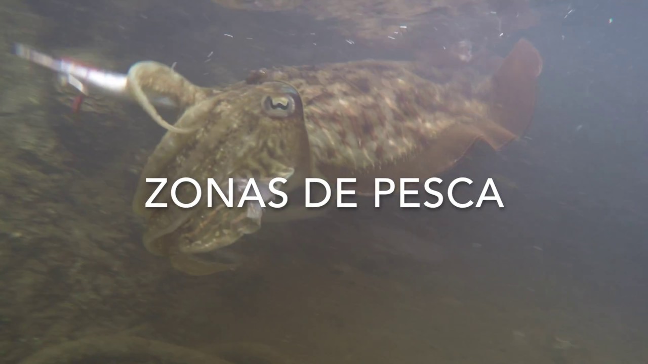 HART- TÉCNICA DEL EGING // 3º - ZONAS DE PESCA