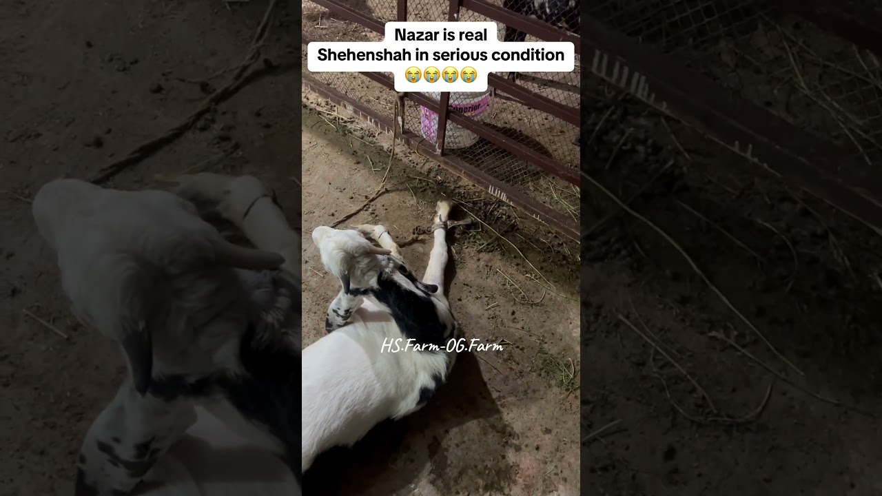 Serious condition doctors please help #hsfarm #03091485255 #goat #goatfarming #goatfever