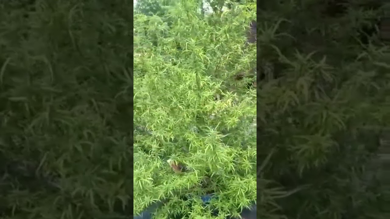 Local Medicinal Cannabis Showcase