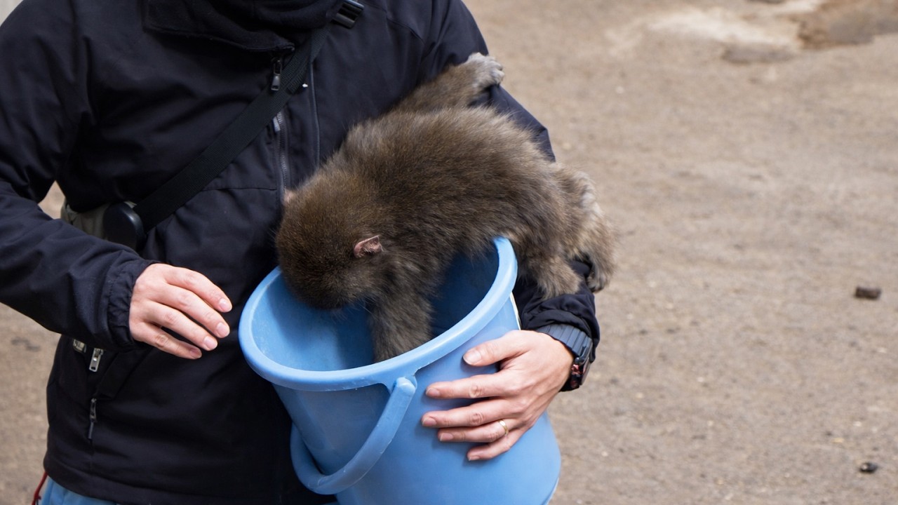 UNSTOPPABLE! Punch Eats Straight from the Bucket 😂