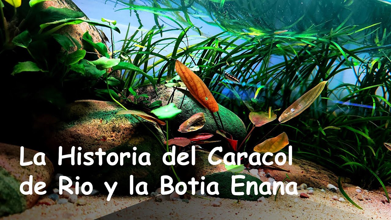 La Historia del 