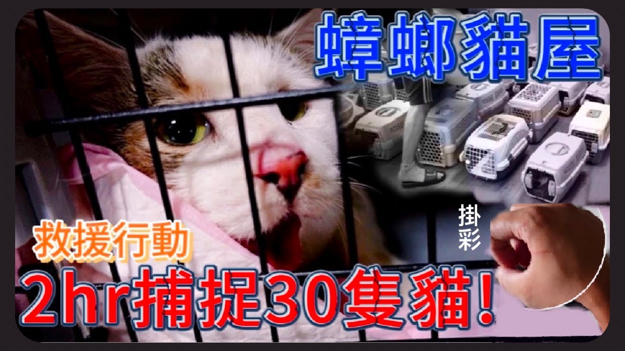 【救援-蟑螂貓屋】兩小時捕捉30隻貓,幾乎沒有絕育、沒有人陪,還讓貓近親繁殖。