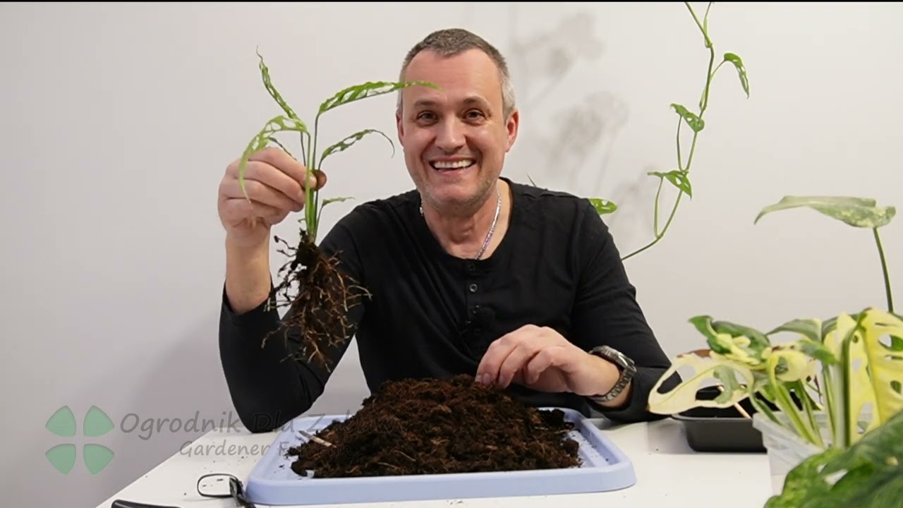 63. Rośliny kolekcjonerskie z OBI. Trzy wyjątkowe Monstery, które warte są Waszej uwagi.