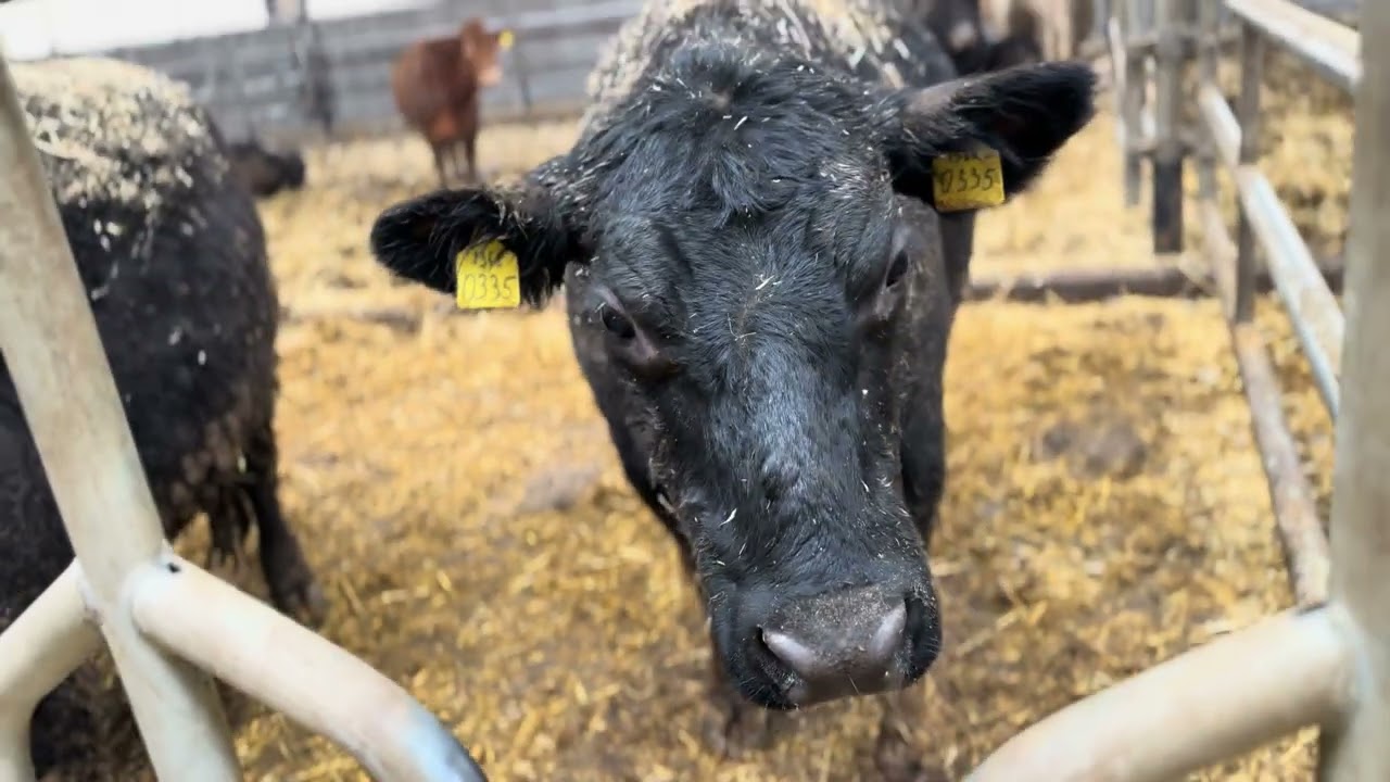 Did you see that? Did you hear that?You need to see this ASAP! #grillvibes #viral #cow #bull 