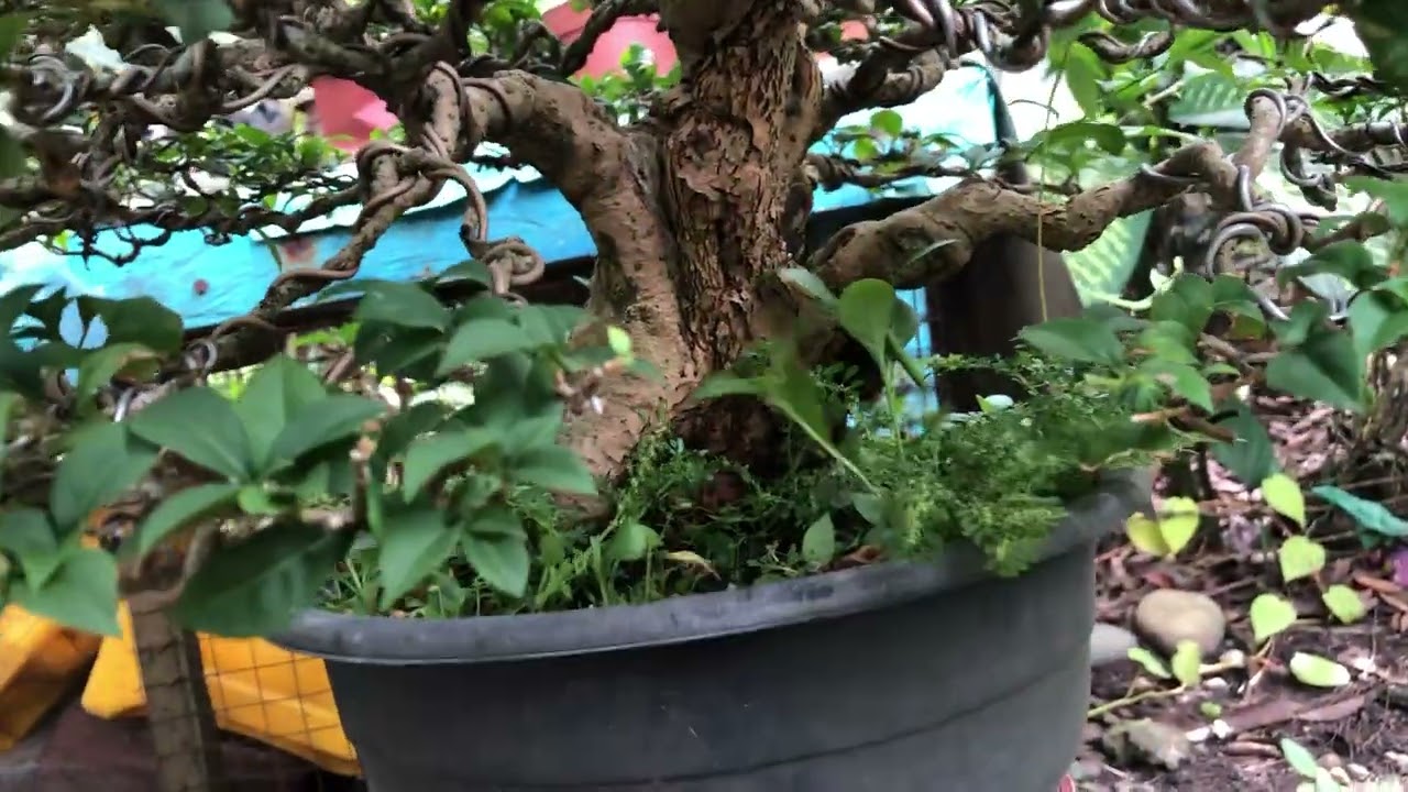REGULAR TRIMMING NG FULLY FINISHED BONSAI | SOLD!!!