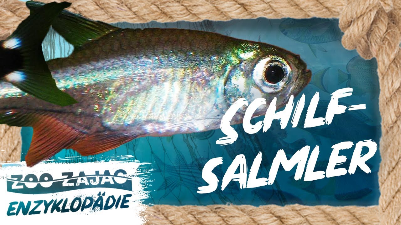 OH! ETWAS NEUES? SCHILFSALMLER | FISCHENZYKLOPÄDIE | ZOO ZAJAC