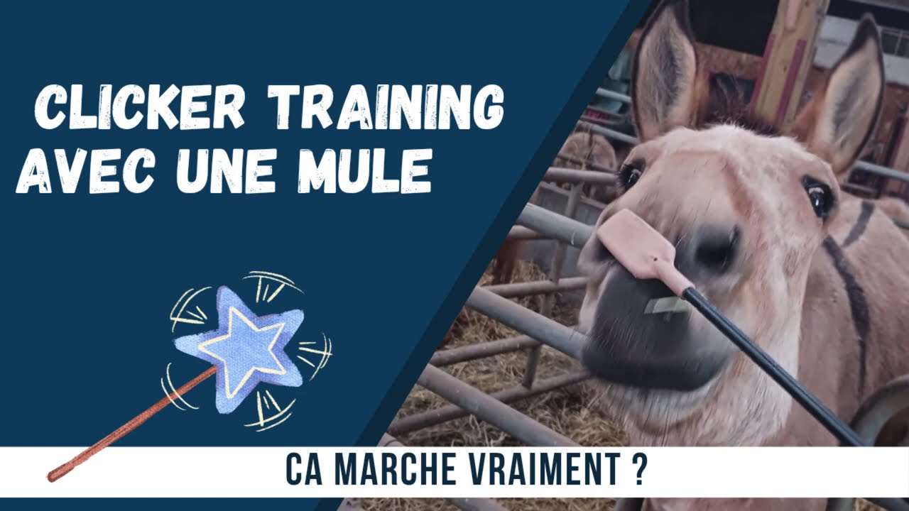J'ai testé le CLICKER TRAINING avec une MULE. Elle a compris en 5 min !  #clickertraining #mule