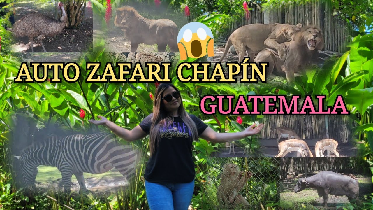 ¡¡Mira Como nos Sorprendieron estos Animales!! 😱🦁🦒🦧 Auto Zafari Chapín (Parte I) 👌💯