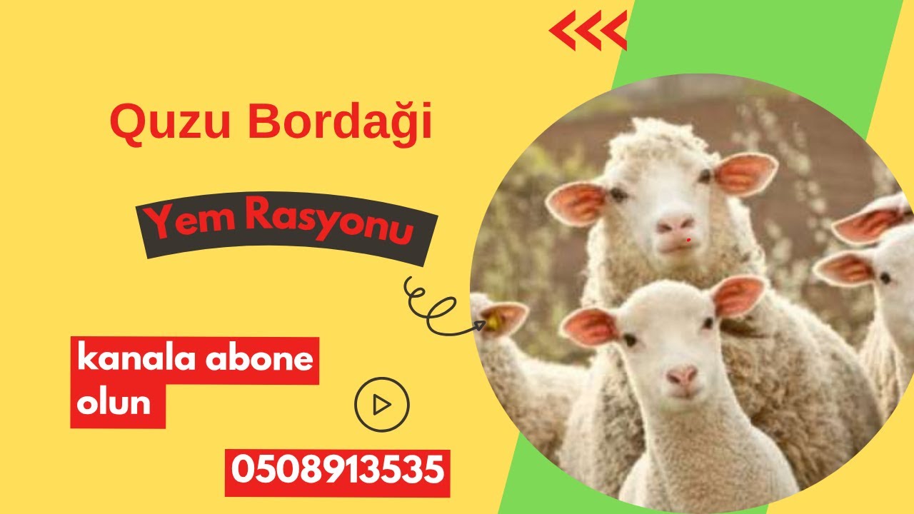 Quzular üçün düzgün yemlənmə | Quzu bordaği yemi necə hazırlanır?