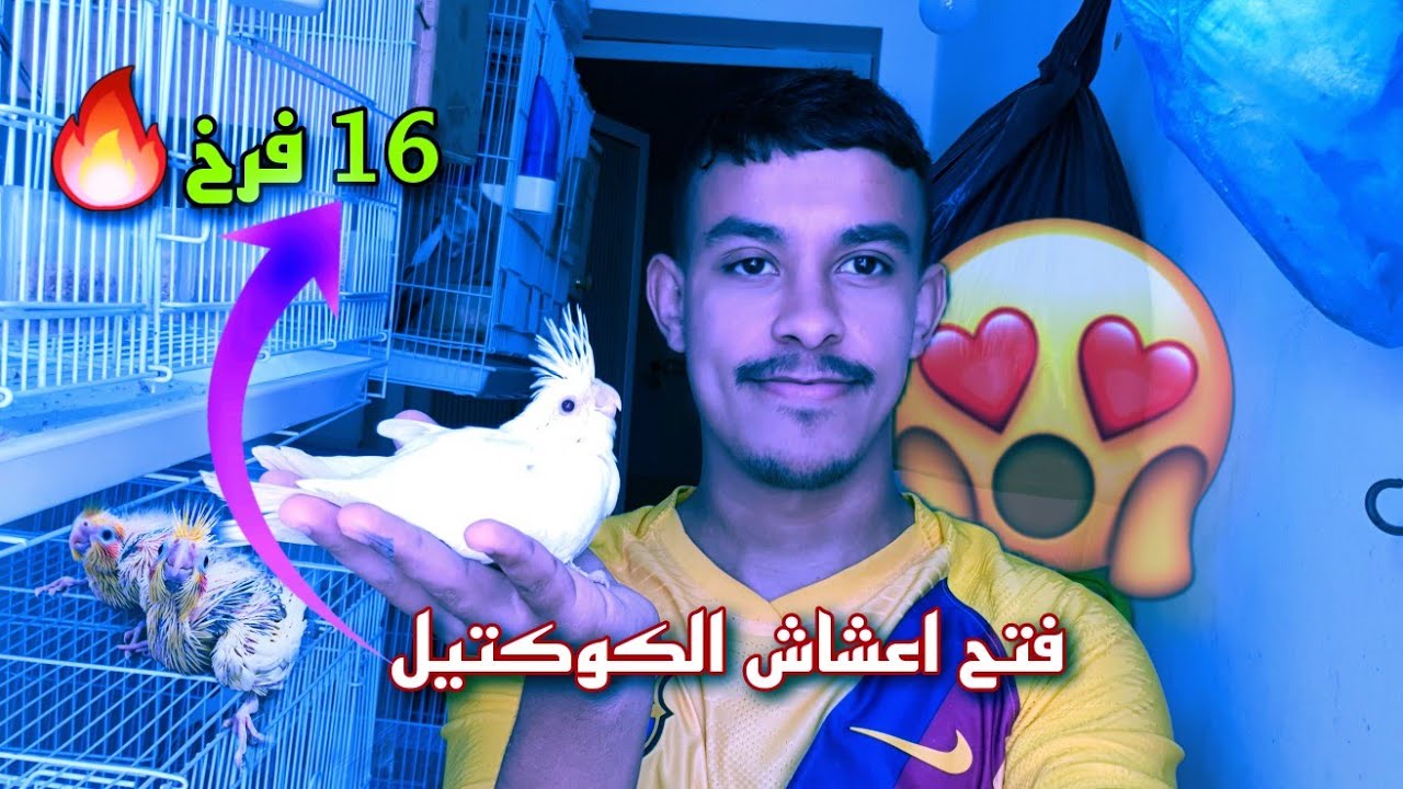 فتح اعشاش الكوكتيل 🎉(حصيلة 16 فرخ 🔥🐣🔥)نهاية الموسم