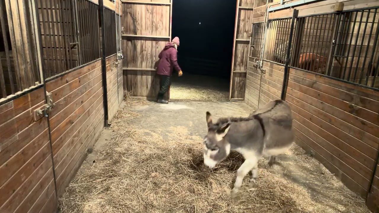 Time to feed the horses. Thursday night 