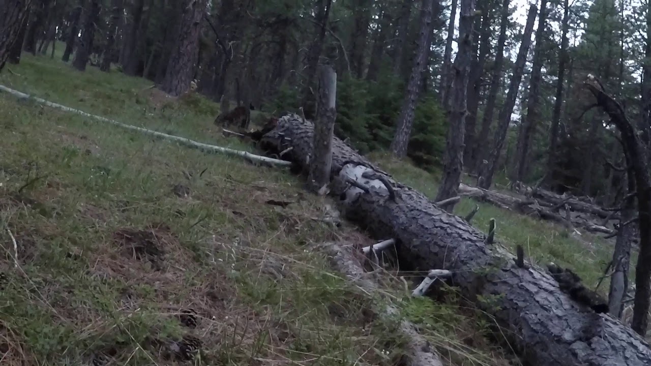 Spring Turkey Hunt 2018- Oregon Mountain Toms
