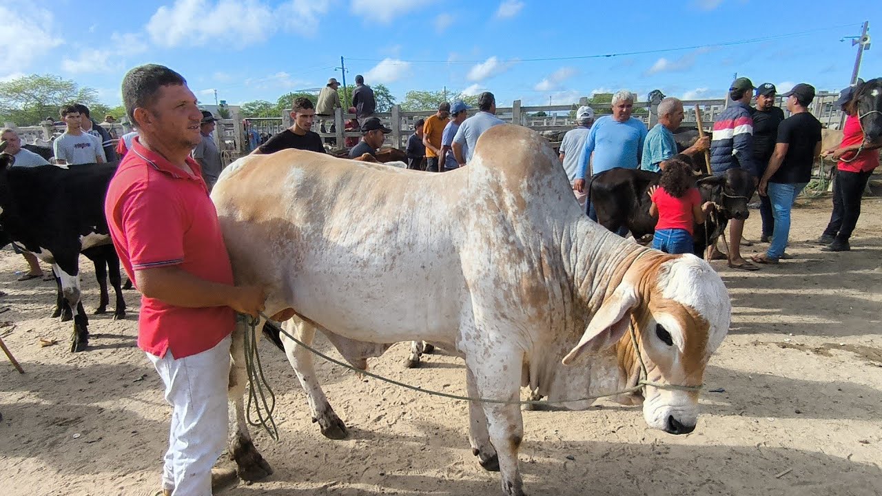 FEIRA DO GADO DE CAMPINA GRANDE-PB 11/03/2026
