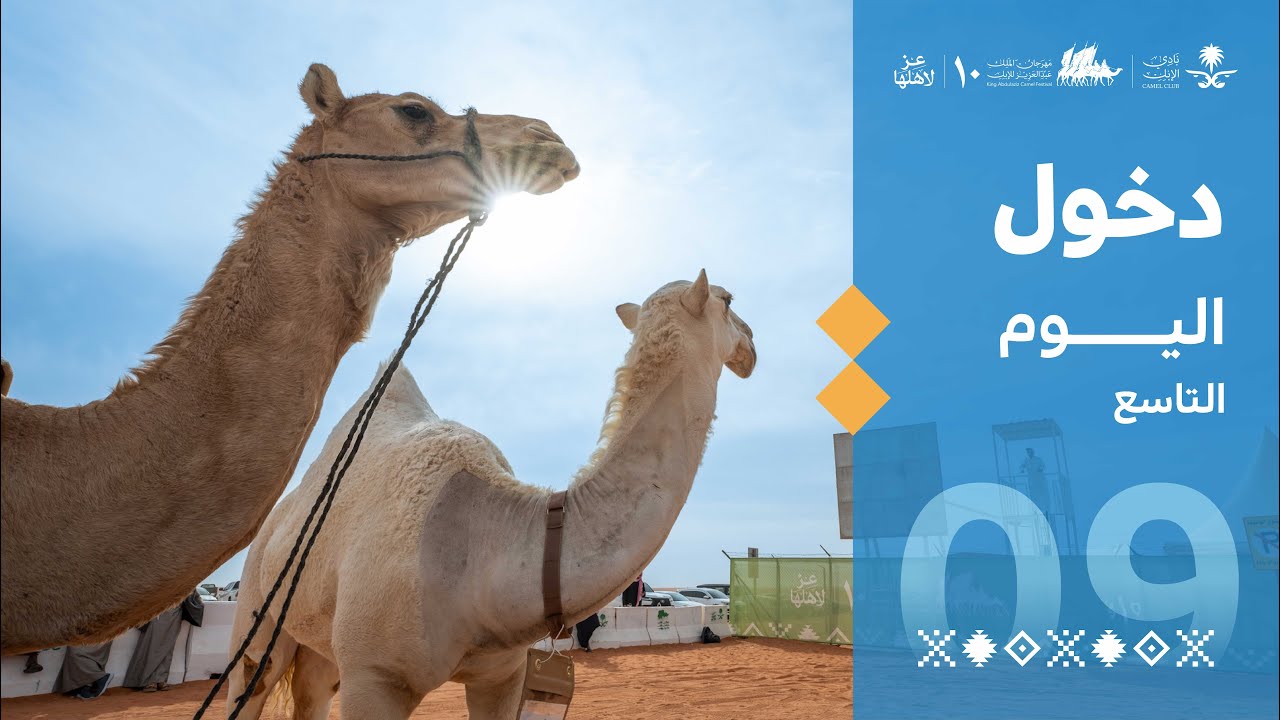 انطلاقة تحديات اليوم التاسع في #مهرجان_الملك_عبدالعزيز_للإبل10 🐪