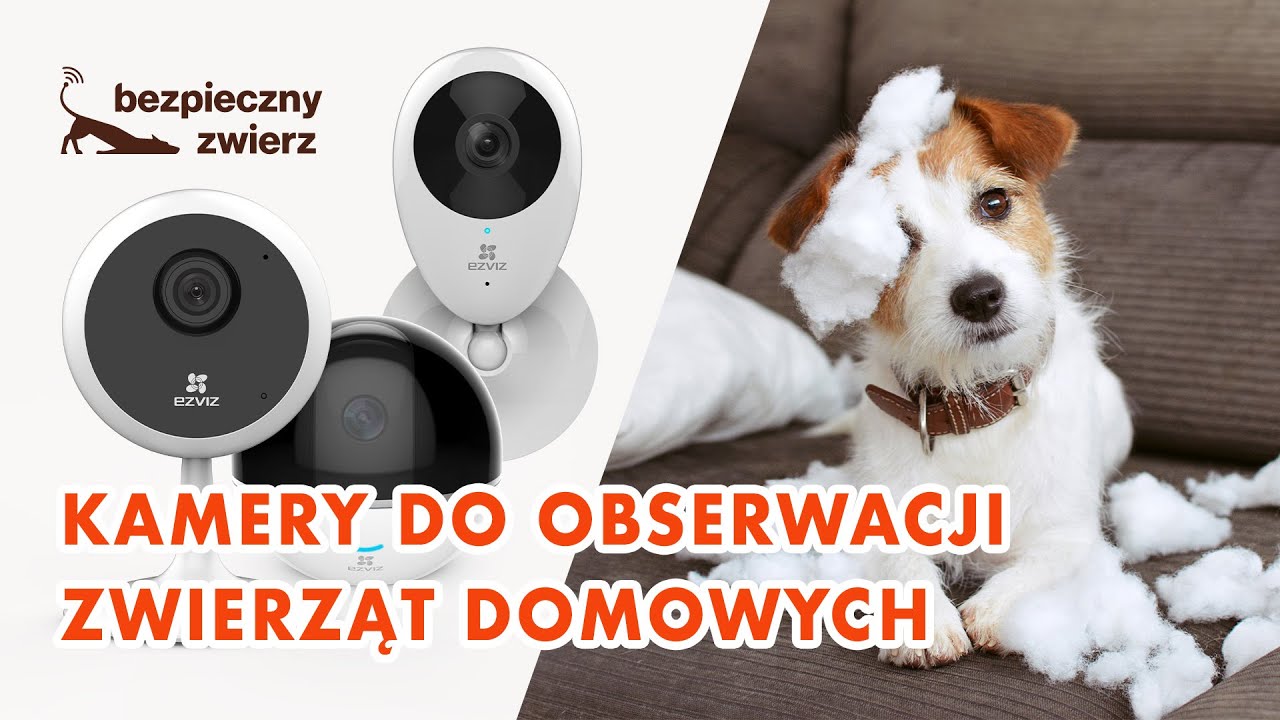 Kamery do obserwacji zwierząt domowych | Jak podłączyć i skonfigurować kamery | bezpiecznyzwierz.pl
