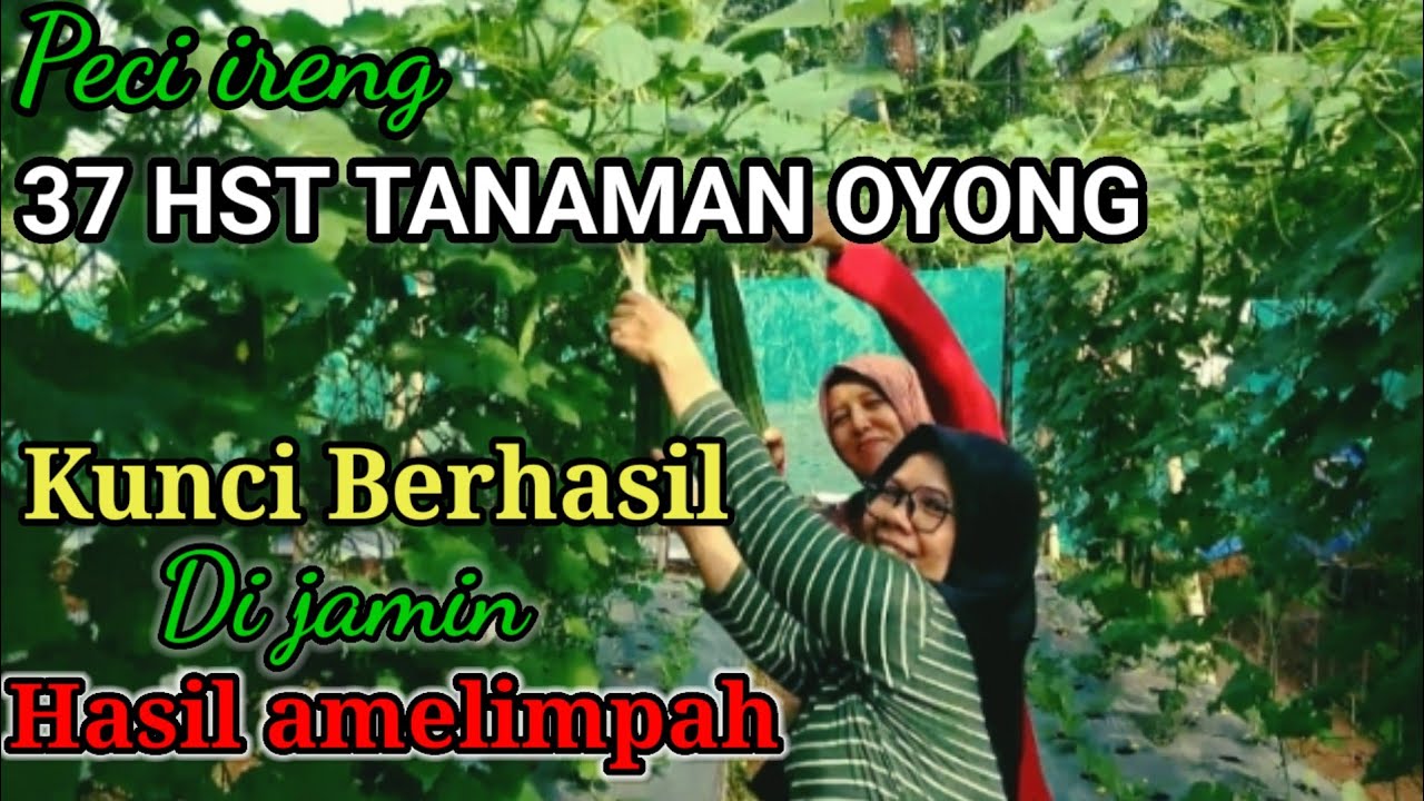 PANEN PERDANA HASIL MELIMPAH LUR