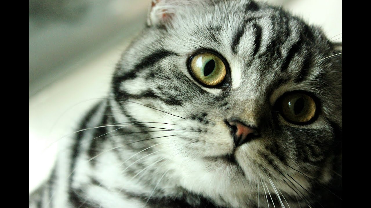 Lieve, Black Silver Tabby Blotched Brits Korthaar kitten