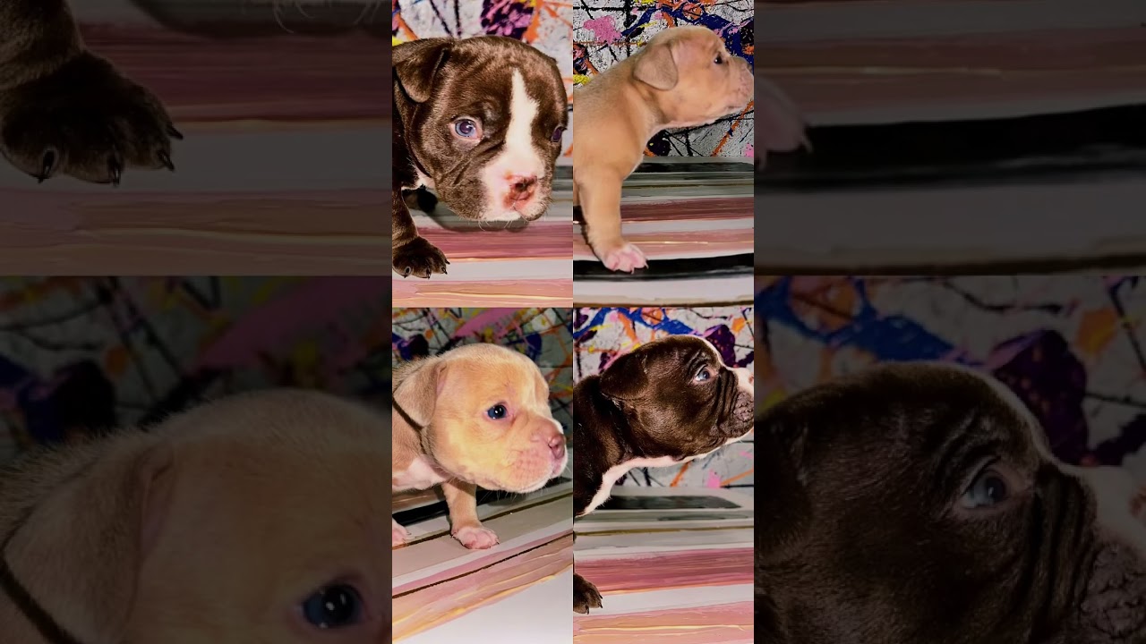 American Bully Ex&oacute;tico 💕
