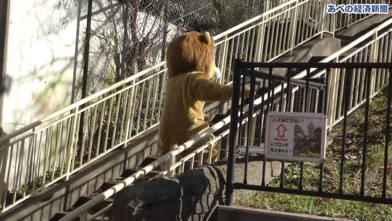 天王寺動物園のライオンが脱走？　脱走猛獣の捕獲訓練