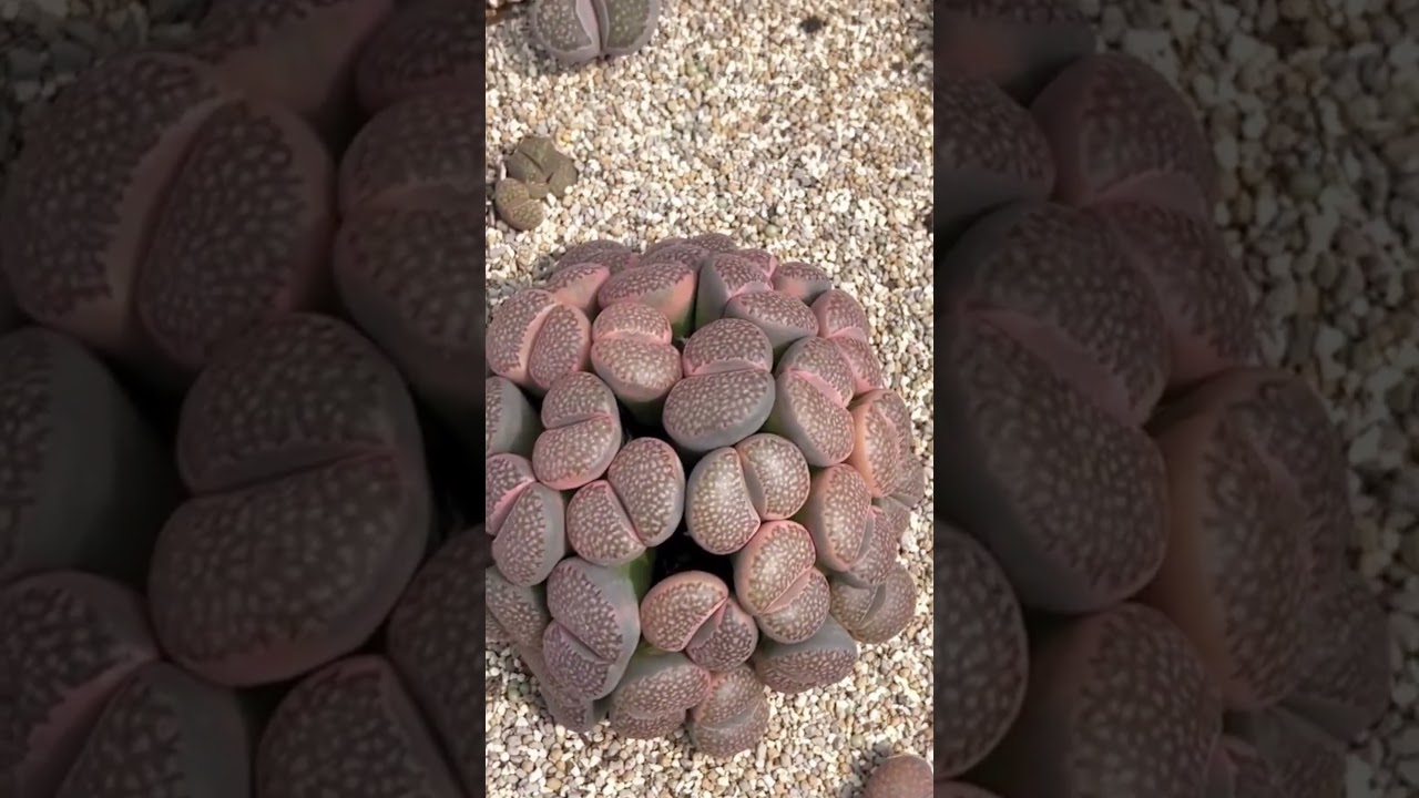 Giant Multihead Lithops Plant by ADA Garden Malaysia Succulent Estore