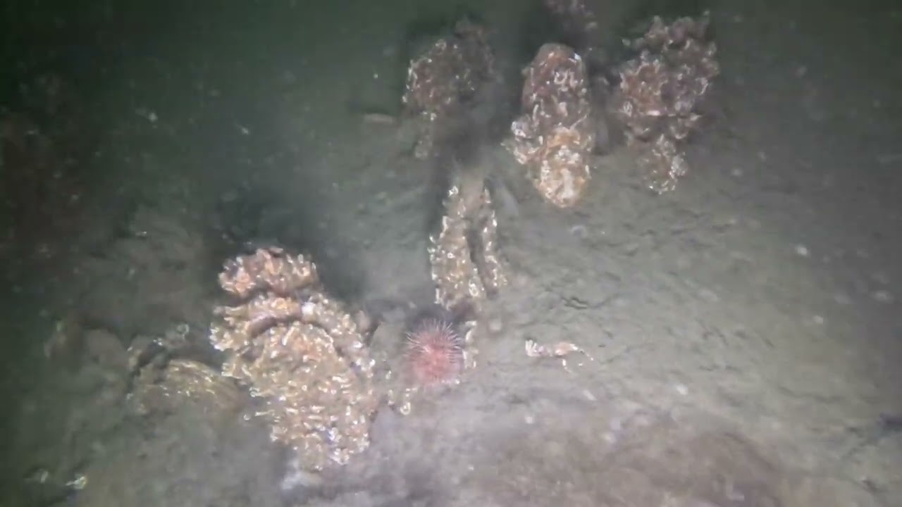 Anna jacobapolder 21-04-2025