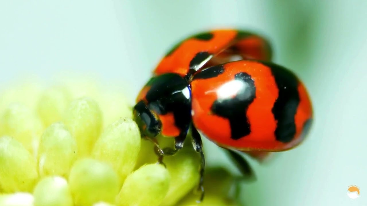 Insect Adventure Song for Kids | Educational Bugs & Fun Facts for Preschoolers