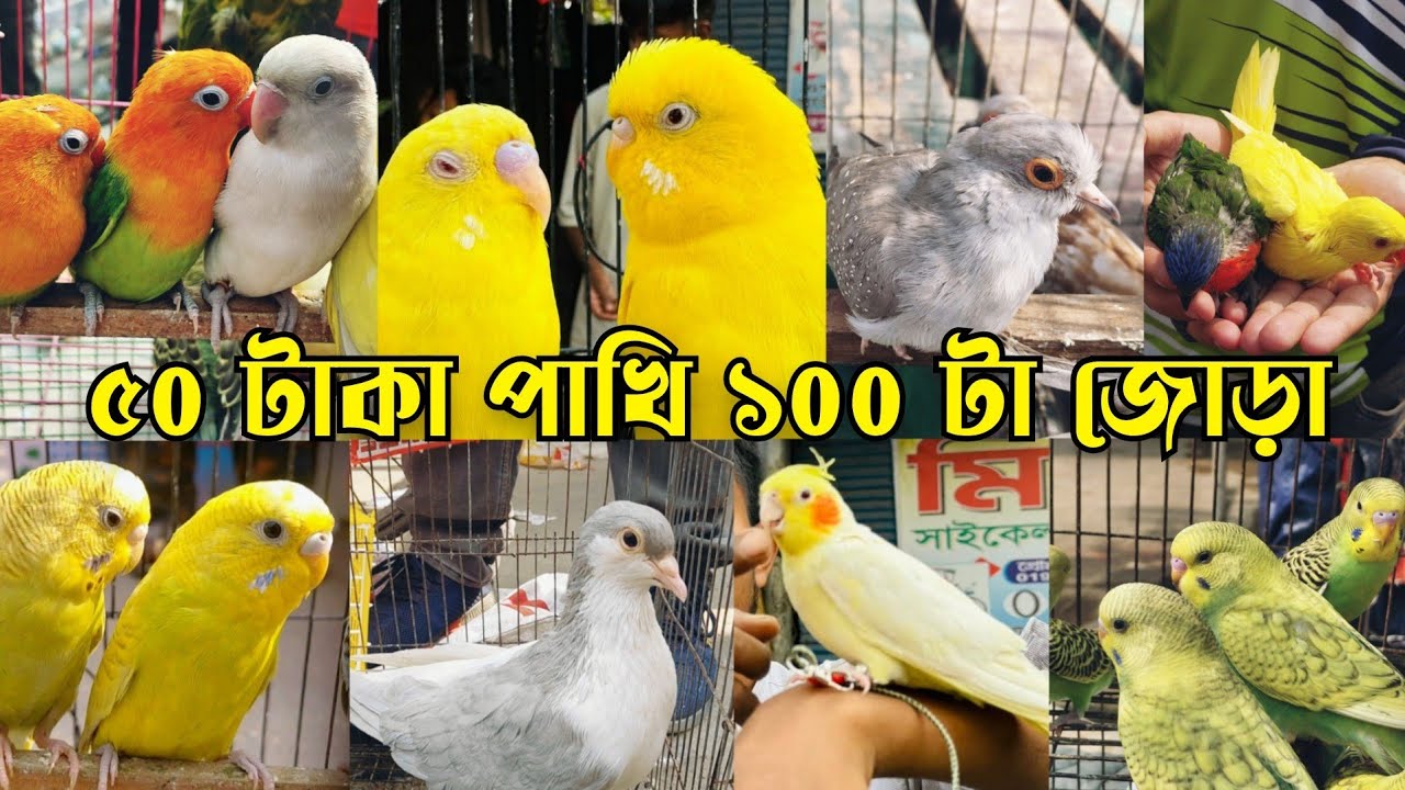 হলুদ টিয়ার বাচ্চা,টেম ককাটেল মিরপুর হাটে || মিরপুর ১১ পাখির হাট || Mirpur 11 pakhir hat