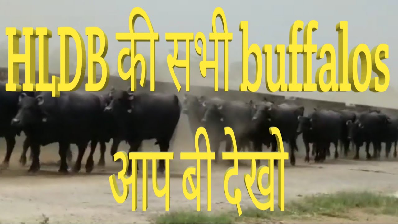Murrah buffalos HLDB
