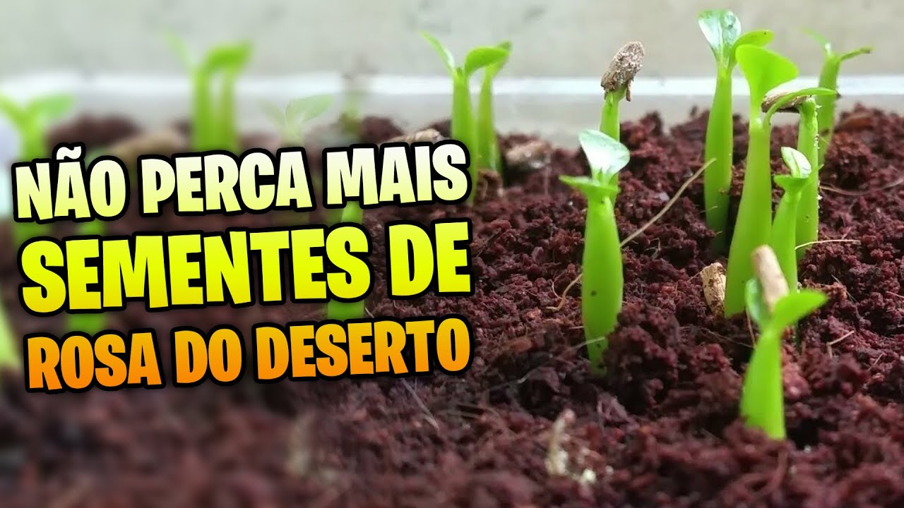 [IMPERDÍVEL] A melhor forma de germinar ROSA DO DESERTO, mesmo no frio