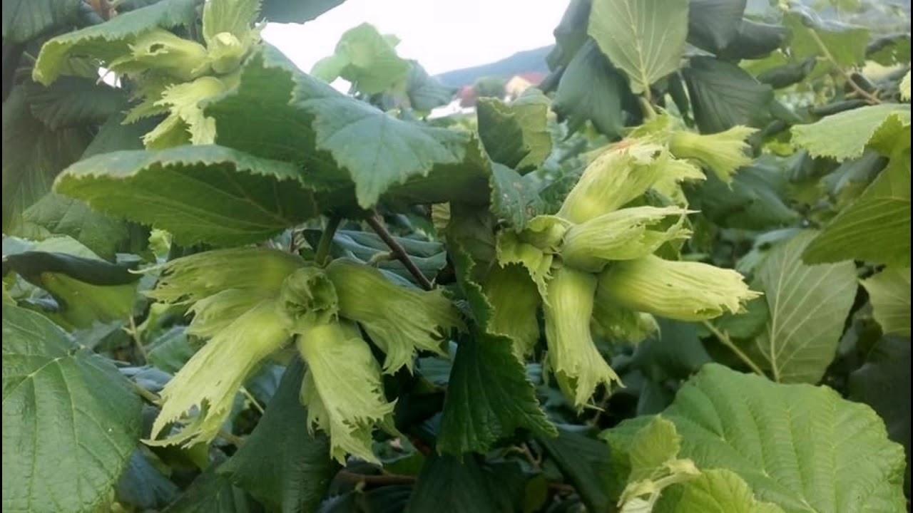 Lješnjaci Pardovicki / Hazelnuts Pardovicki CROATIA
