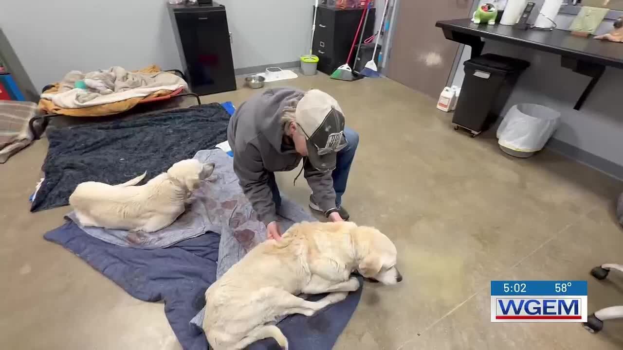 Owner identified after two senior labs found severely neglected