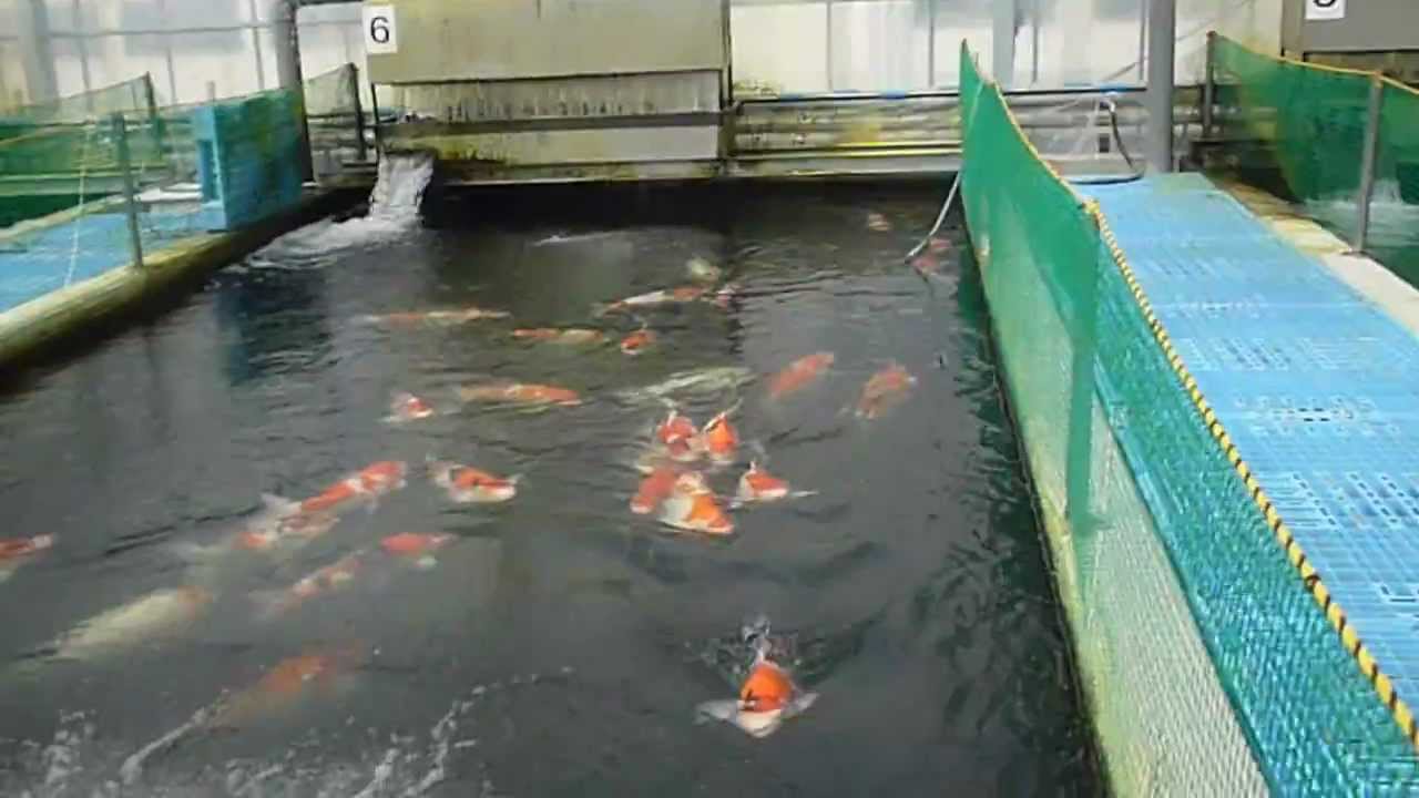 Momotaro  Fish House