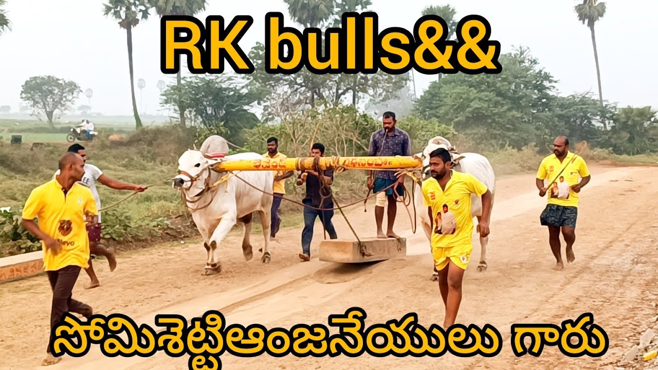 RK bull వీర సింహ&& సోమిశెట్టి ఆంజనేయులు గారి జూనియర్ గిత్తల బేటా వీడియో