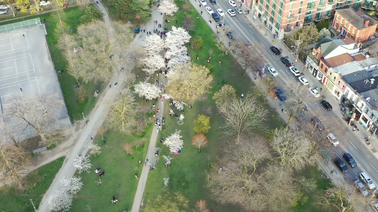 Cherry Blossoms April 26, 2024
