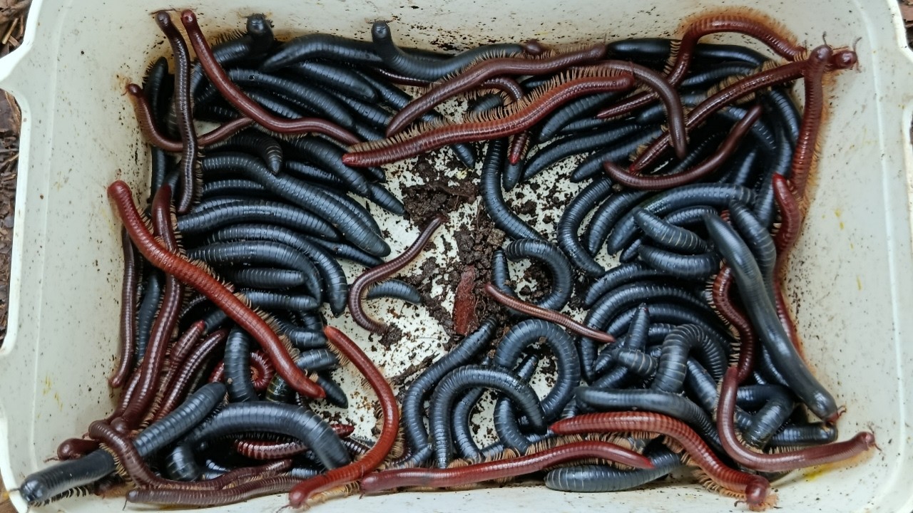 Hunting millipede kaki seribu besar di batu part 60