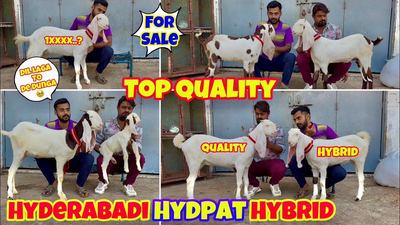 For Sale Top Quality Hydpat Hybrid Patira Hyderabadi Goat At Aayat Goat Farm @patirahouse #goatfarm 
