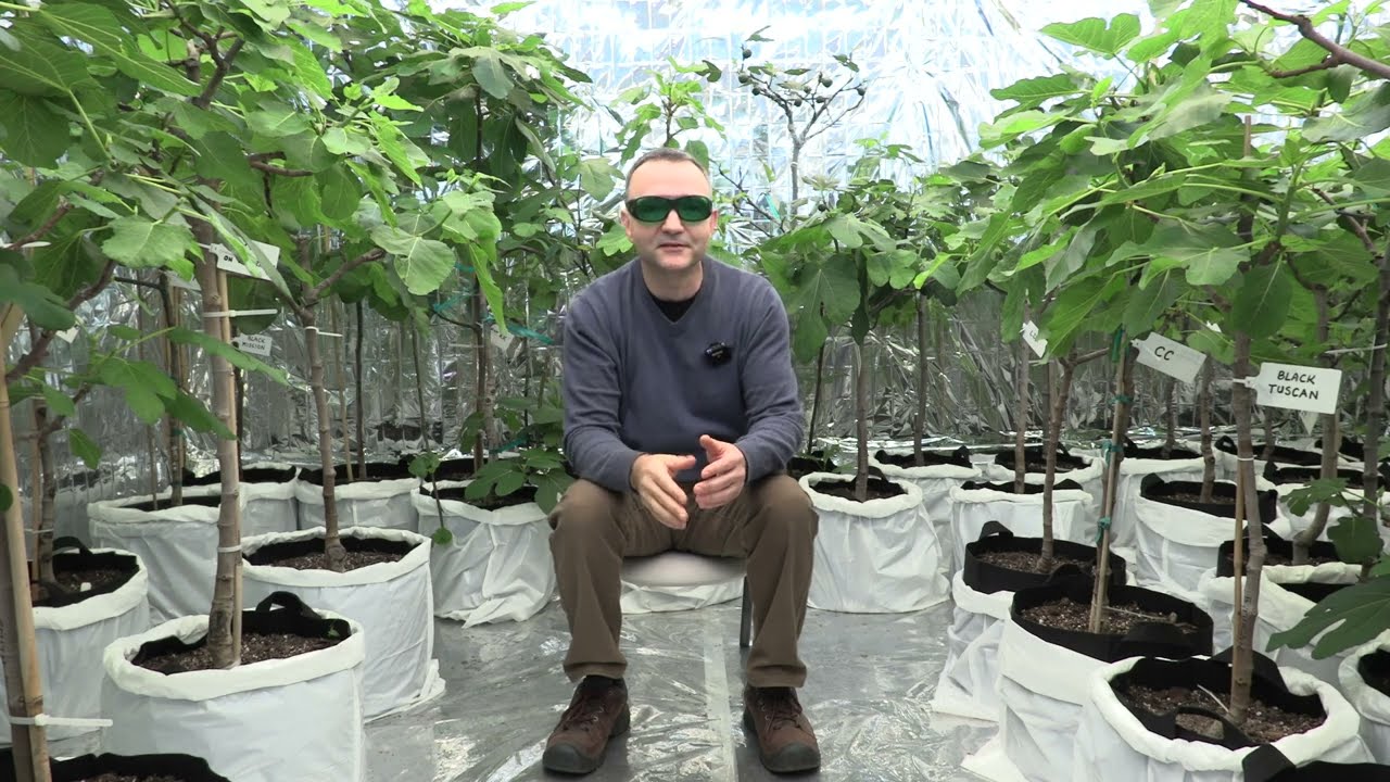 Fig Talk, Head Start And Transitioning To Outside  @backyardfigs