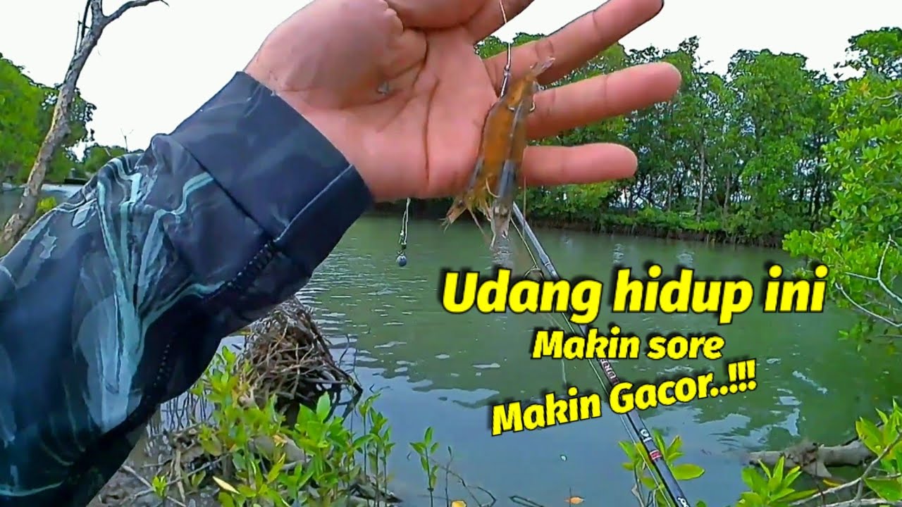 Makin sore kakap putihnya makin menjadi jadi..!!!