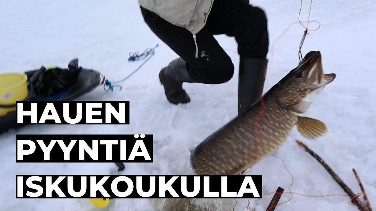 Hauen pyynti&auml; iskukoukulla