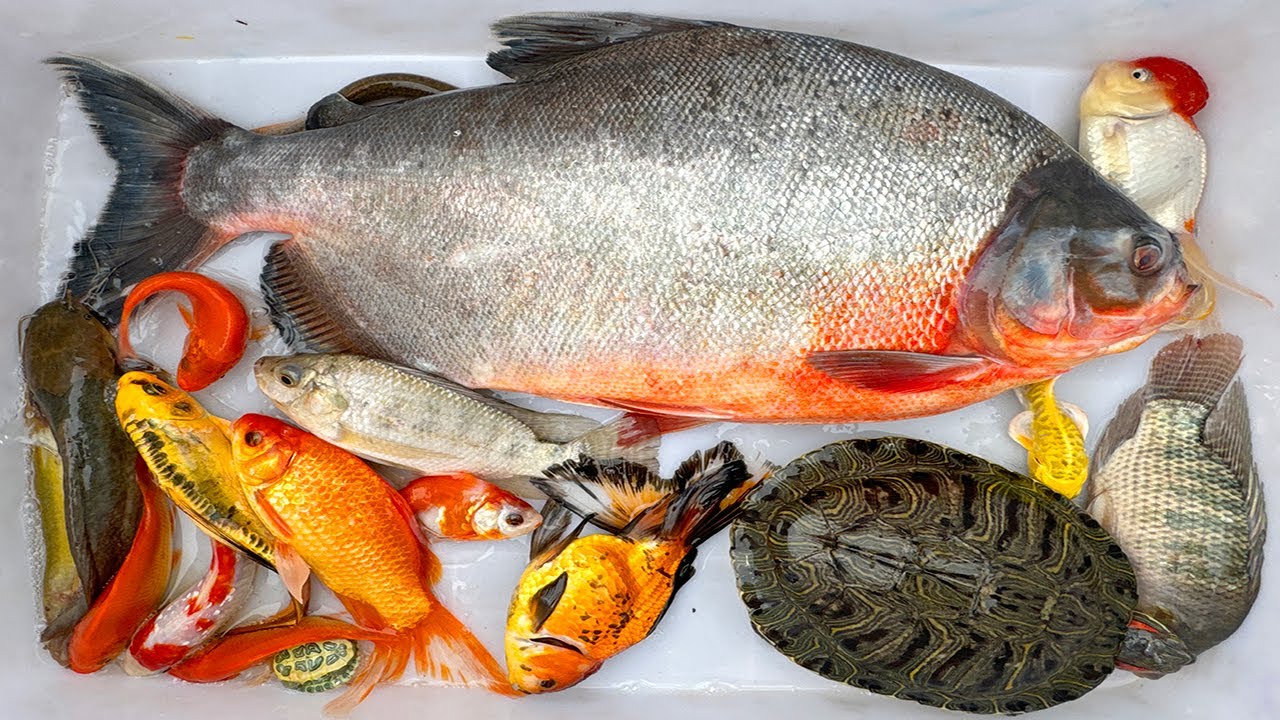 Kem Chanel lái công nông bắt cá trong chum có cá chim, cá chép, cá vàng, cá koi, cá ranchu, rùa con