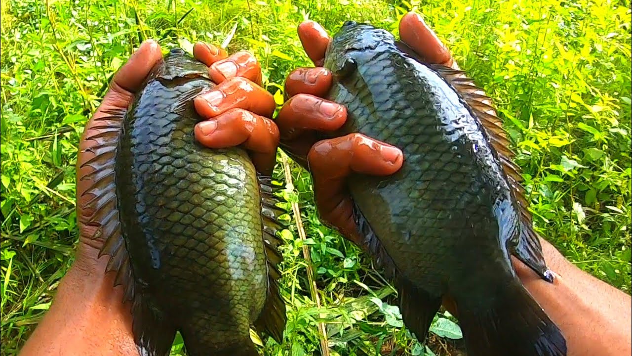 Sadisnya perlawanan ikan disini.!!! mancing ikan di rawa yang masih sangat alami