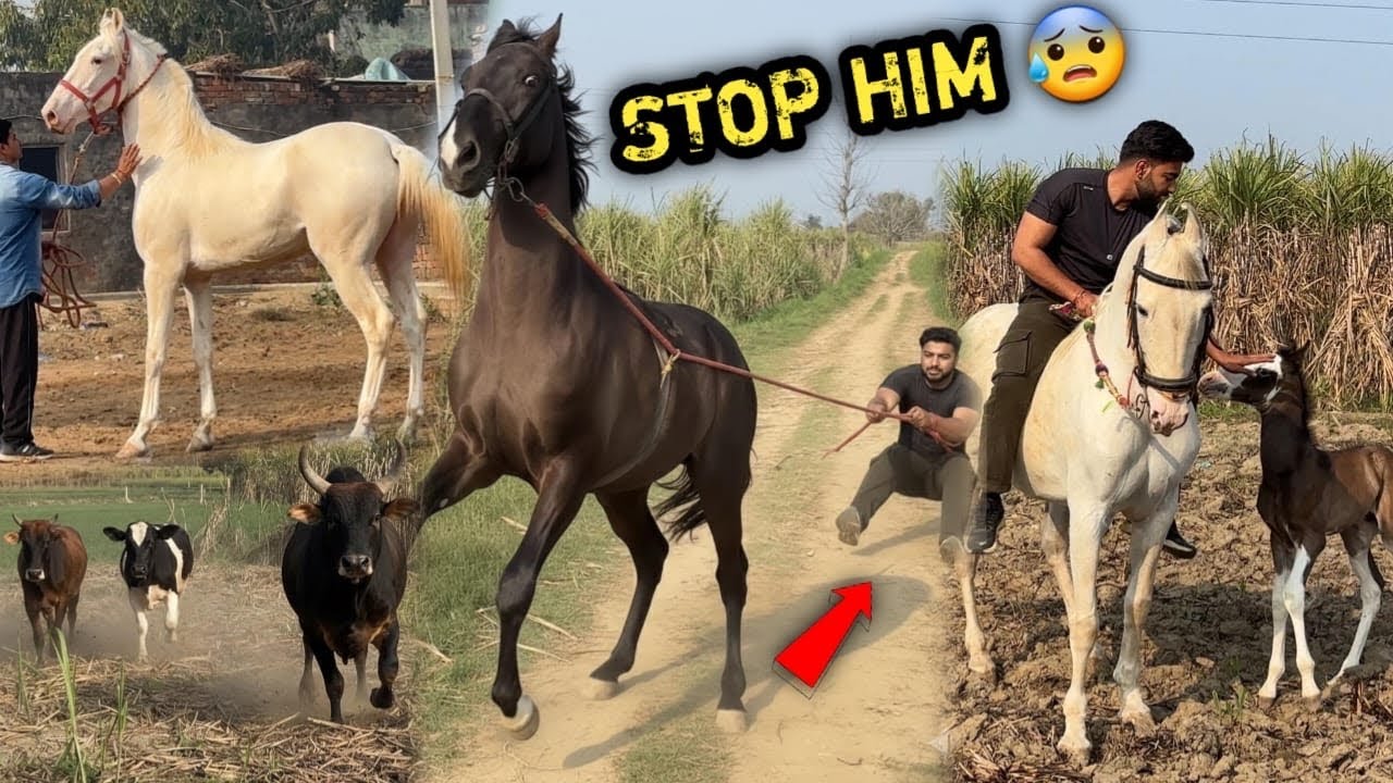 First Ride Of Mother Of Baby 🥰Big साँड़ Ne Abhiraj Ko Bidka Diya 🥵Le Kar Bhaag Gya 🔥Aisa Roop 😨