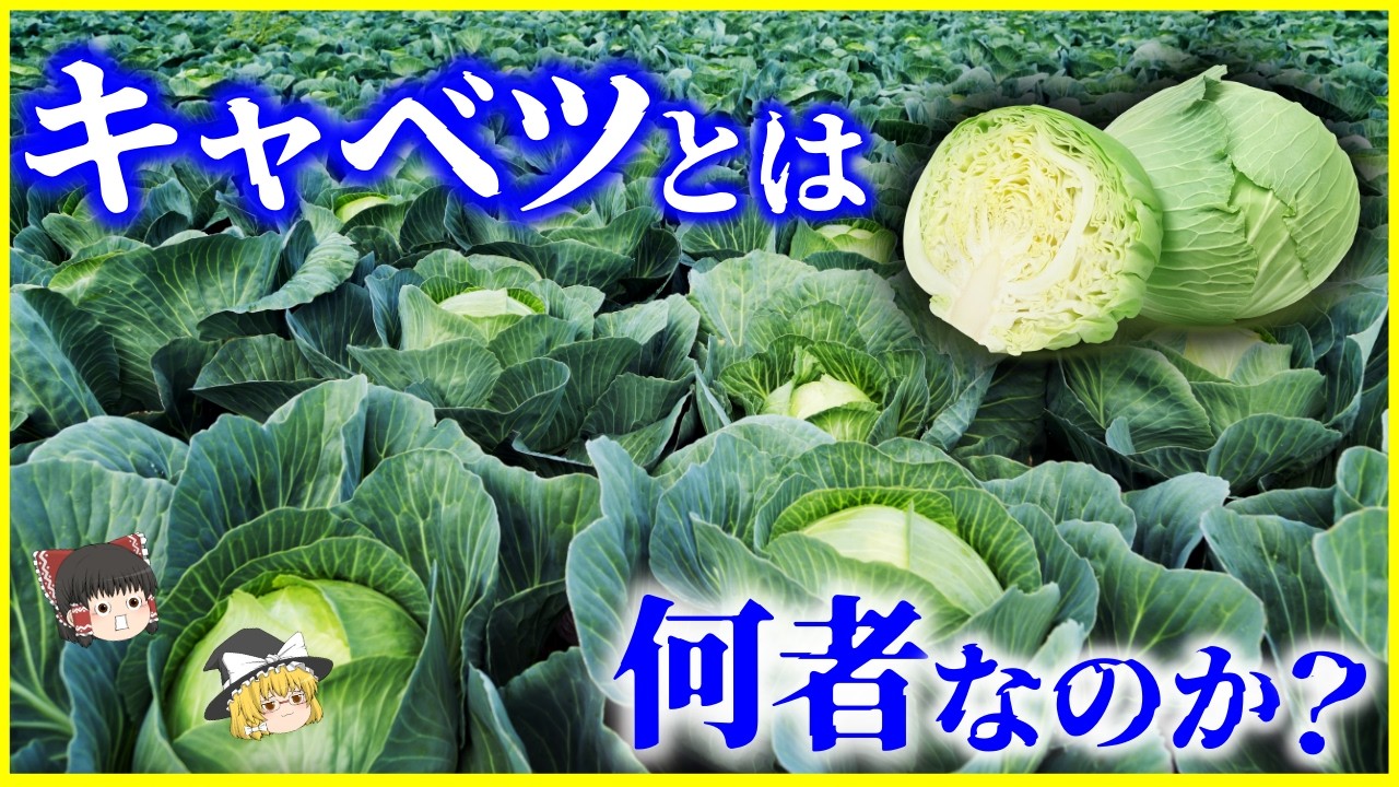 【ゆっくり解説】あの胃薬の関係とは…!?「キャベツ」とは何者なのか？を解説/人類が魔改造した野菜の歴史とアブラナ科アブラナ属という巨大ファミリー