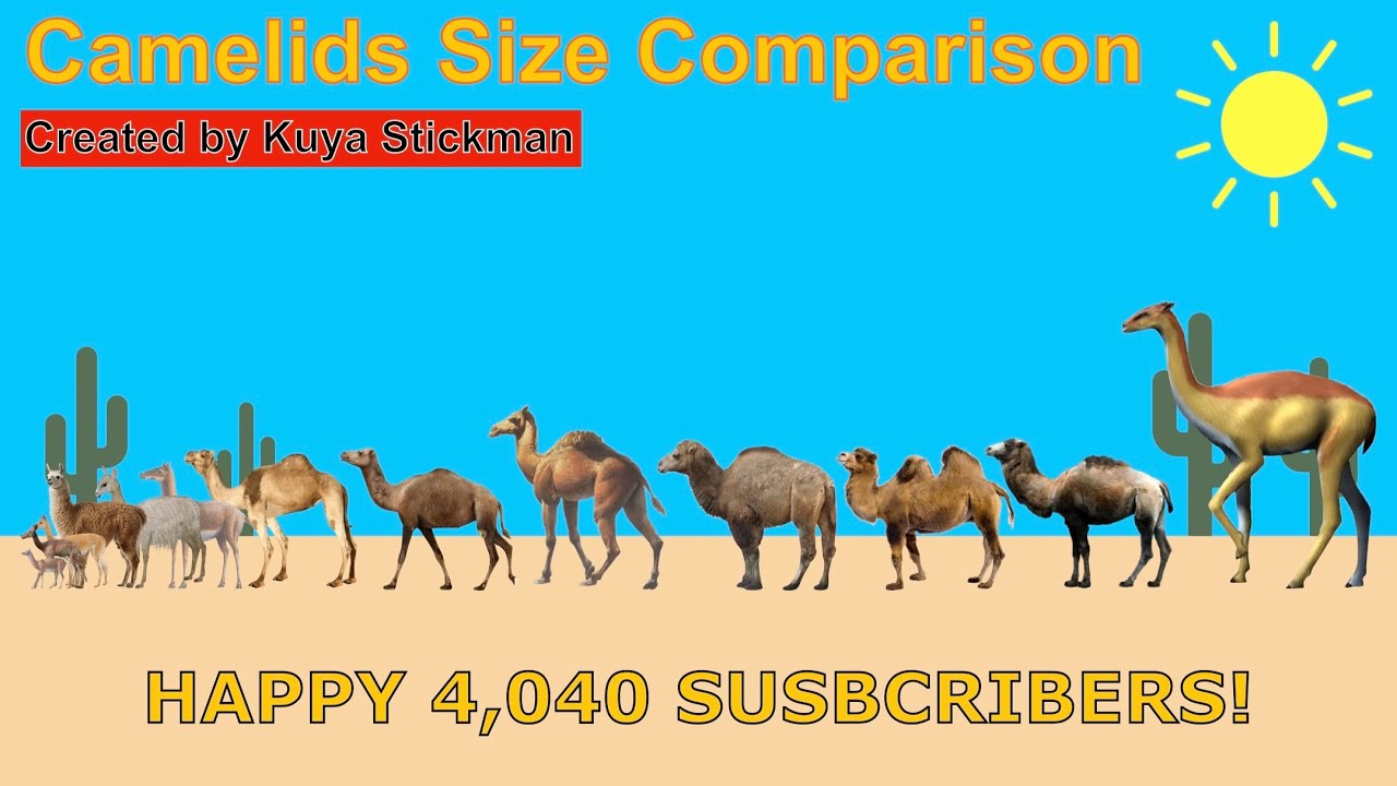 Camelids Size Comparison (HAPPY 4,040 SUBSCRIBERS!)