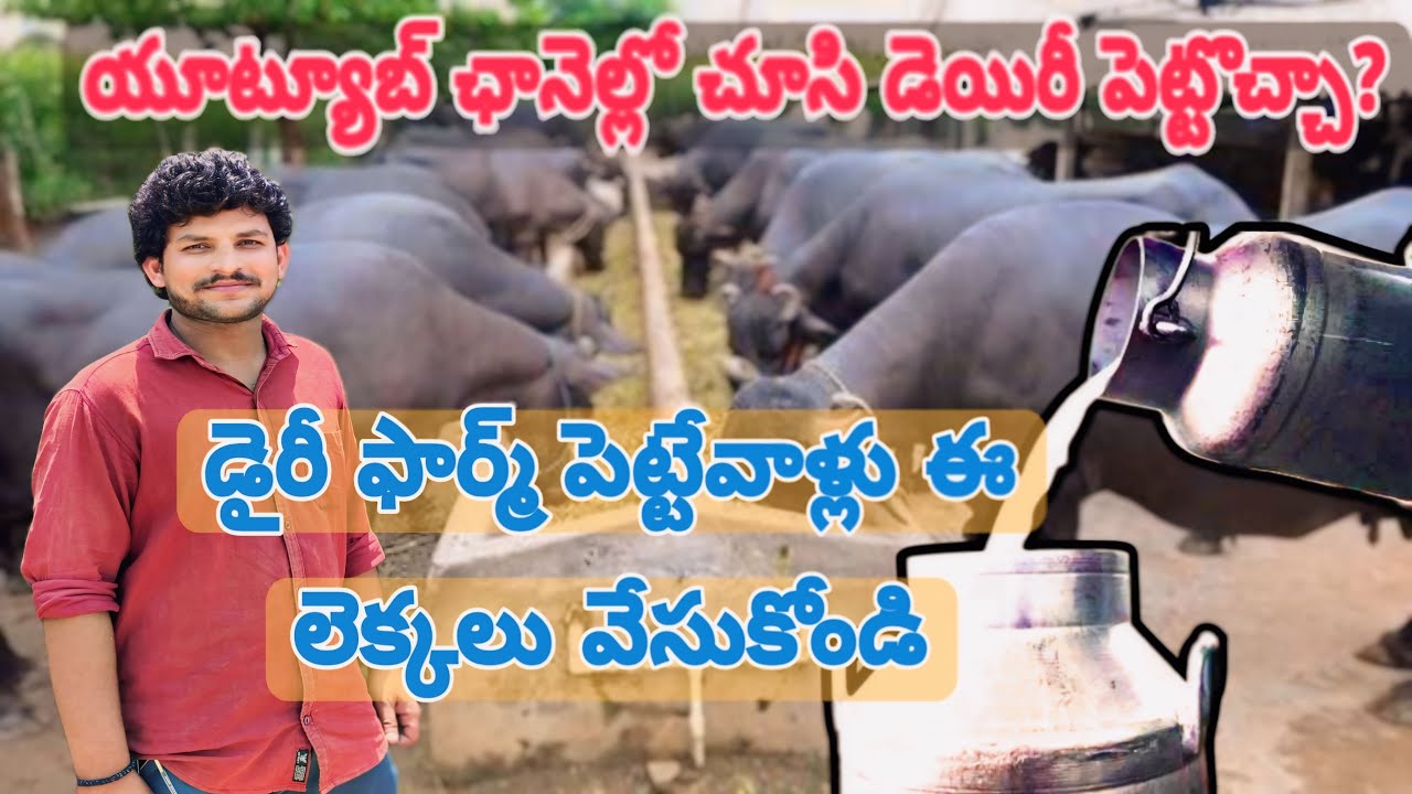 Dairy Farm in Hyderabad Telugu - How to Start a Dairy Farming? | #telugu #farming | @mmpetsworld