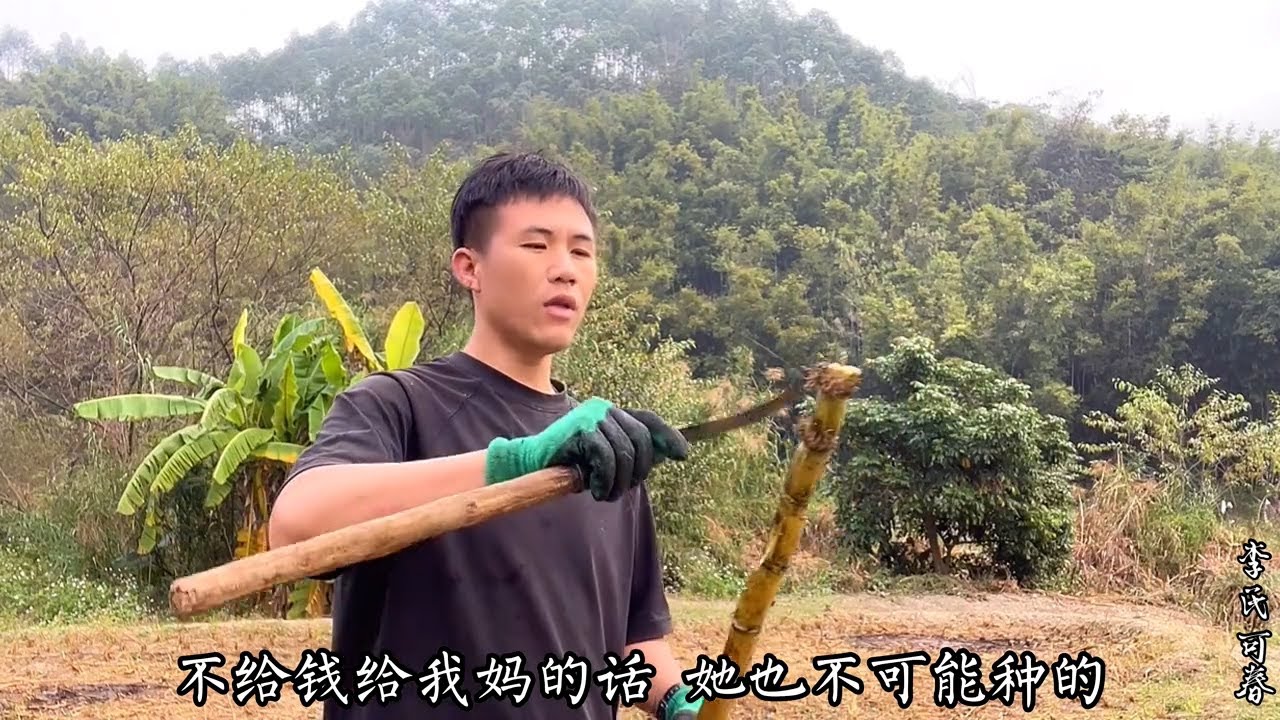 和妈妈种的甘蔗虽然不是很长直，但却非常的甜，很多网友都下单了。